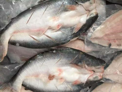 越南巴沙魚(yú)進(jìn)口報(bào)關(guān)代理