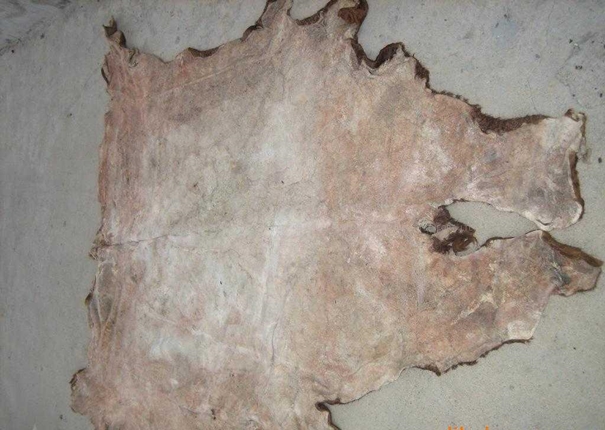 牛皮進口報關(guān)清關(guān)查驗注意事項_副本.jpg